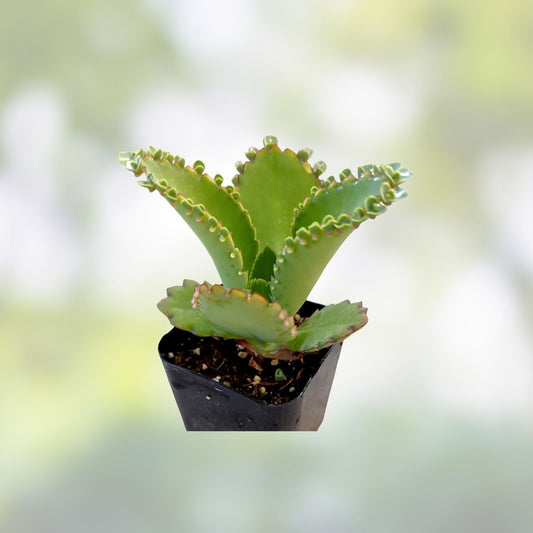 Kalanchoe daigremontiana Succulent Cuttings – Mother of Millions, Mexican Hat Plant, Easy Care Houseplant, Live Starter Plant
