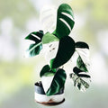 Rooted Monstera Albo Variegated Plant - Monstera Deliciosa Variegata - Live Houseplant, Indoor Decor, Cutting, Starter Plant