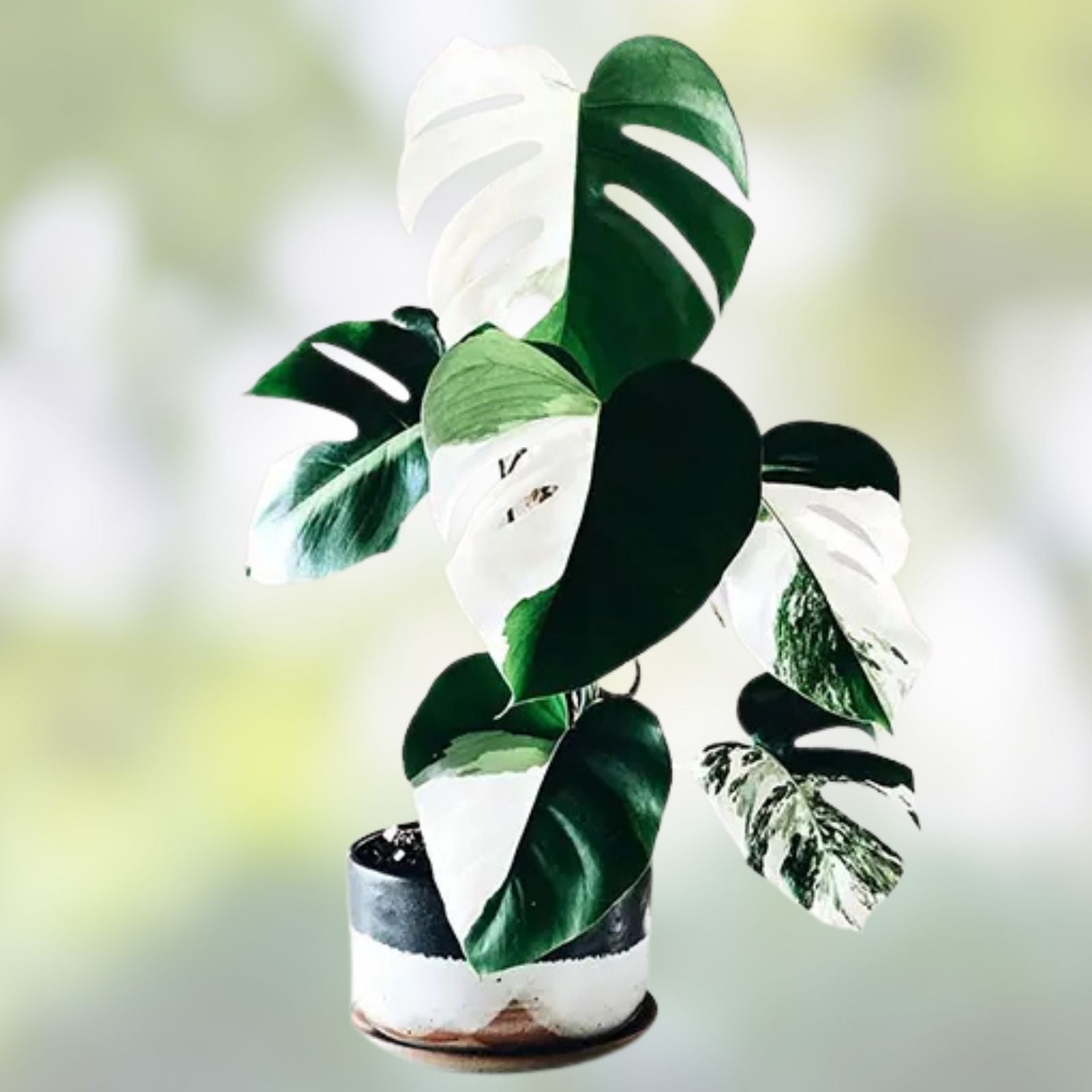 Rooted Monstera Albo Variegated Plant - Monstera Deliciosa Variegata - Live Houseplant, Indoor Decor, Cutting, Starter Plant
