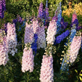 Delphinium Seeds 1000 Pack Giant Imperial Mix Flower Seeds, Live Plant, Cutting, Bare Root, Houseplant, Perennial, Colorful Bloom