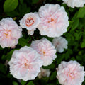 Cecile Brunner Rose Cuttings – 15 Premium Rosa 'Cecile Brunner' Climbing Rose Propagation for Bushes – Antique Fast Growing Plant Cuttings