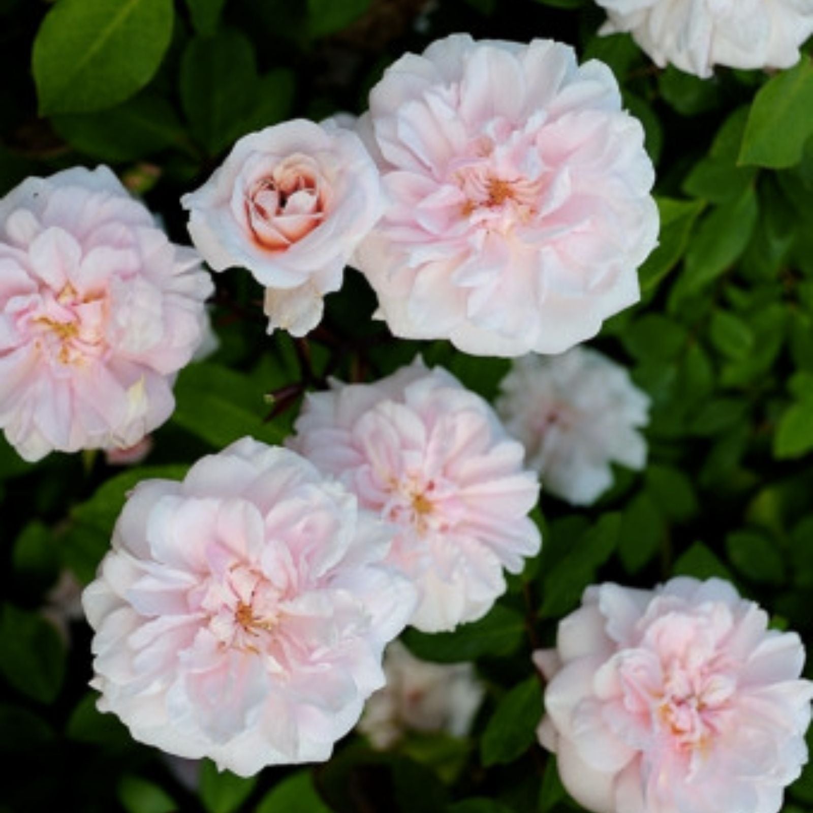 Cecile Brunner Rose Cuttings – 15 Premium Rosa 'Cecile Brunner' Climbing Rose Propagation for Bushes – Antique Fast Growing Plant Cuttings