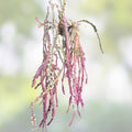 Rhipsalis Cactus Cuttings Red Clone Succulent Plant Lepismium Cruciforme Live Houseplant Indoor Garden 10"