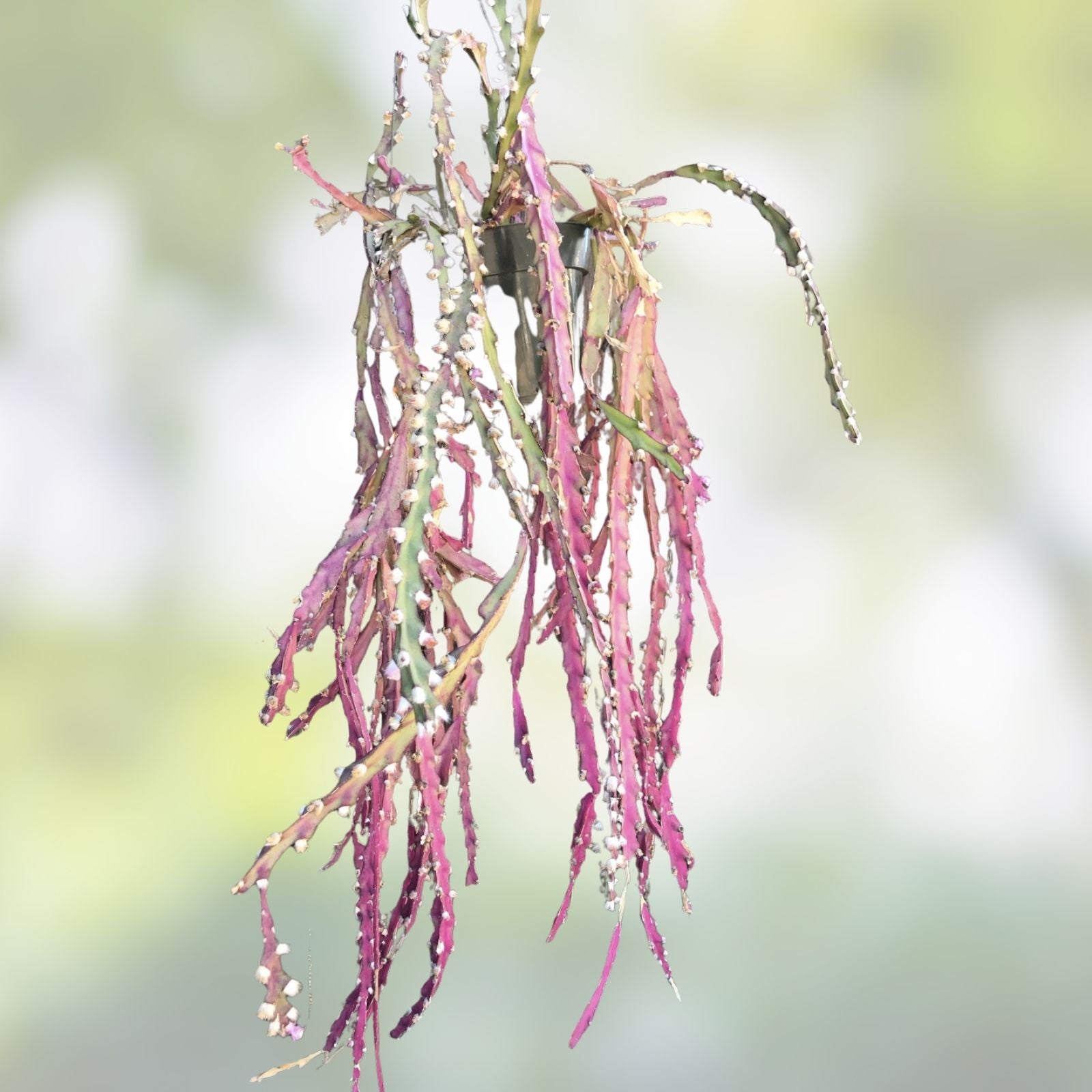 Rhipsalis Cactus Cuttings Red Clone Succulent Plant Lepismium Cruciforme Live Houseplant Indoor Garden 10"