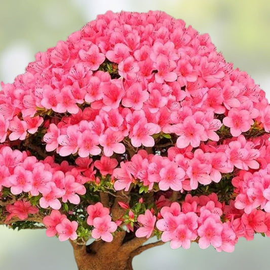 Judas Tree Bonsai Seeds 10 Pack, Cercis siliquastrum Flowering Tree Starter Seeds for Indoor Outdoor Gardening
