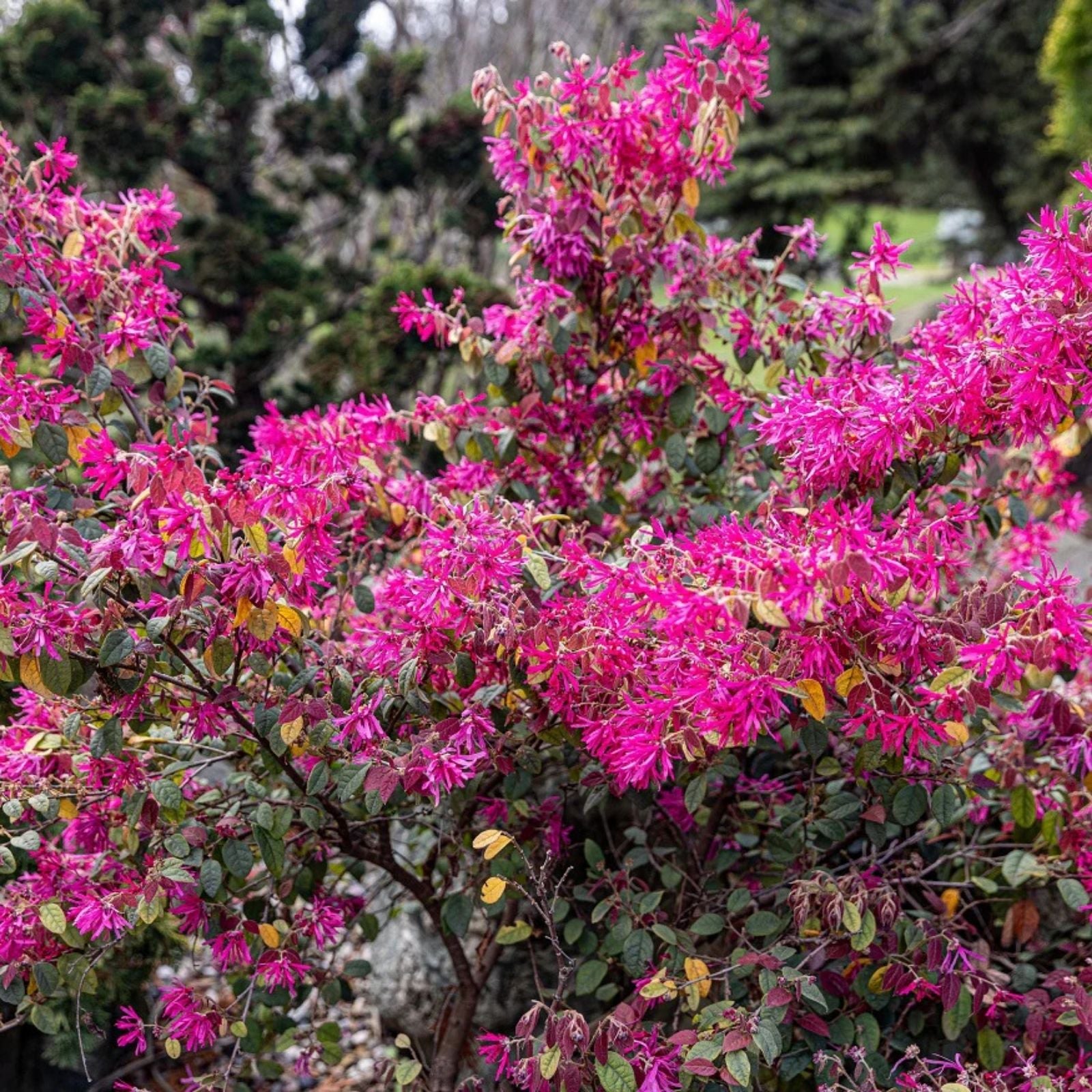 Loropetalum chinense Plum Delight Live Plant 3" Purple Foliage Ornamental Shrub Houseplant Cutting