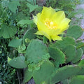 Prickly Pear Cactus Opuntia ficus-indica 10 Pads Yellow Flowers Live Succulent Plant Desert Garden Drought Tolerant