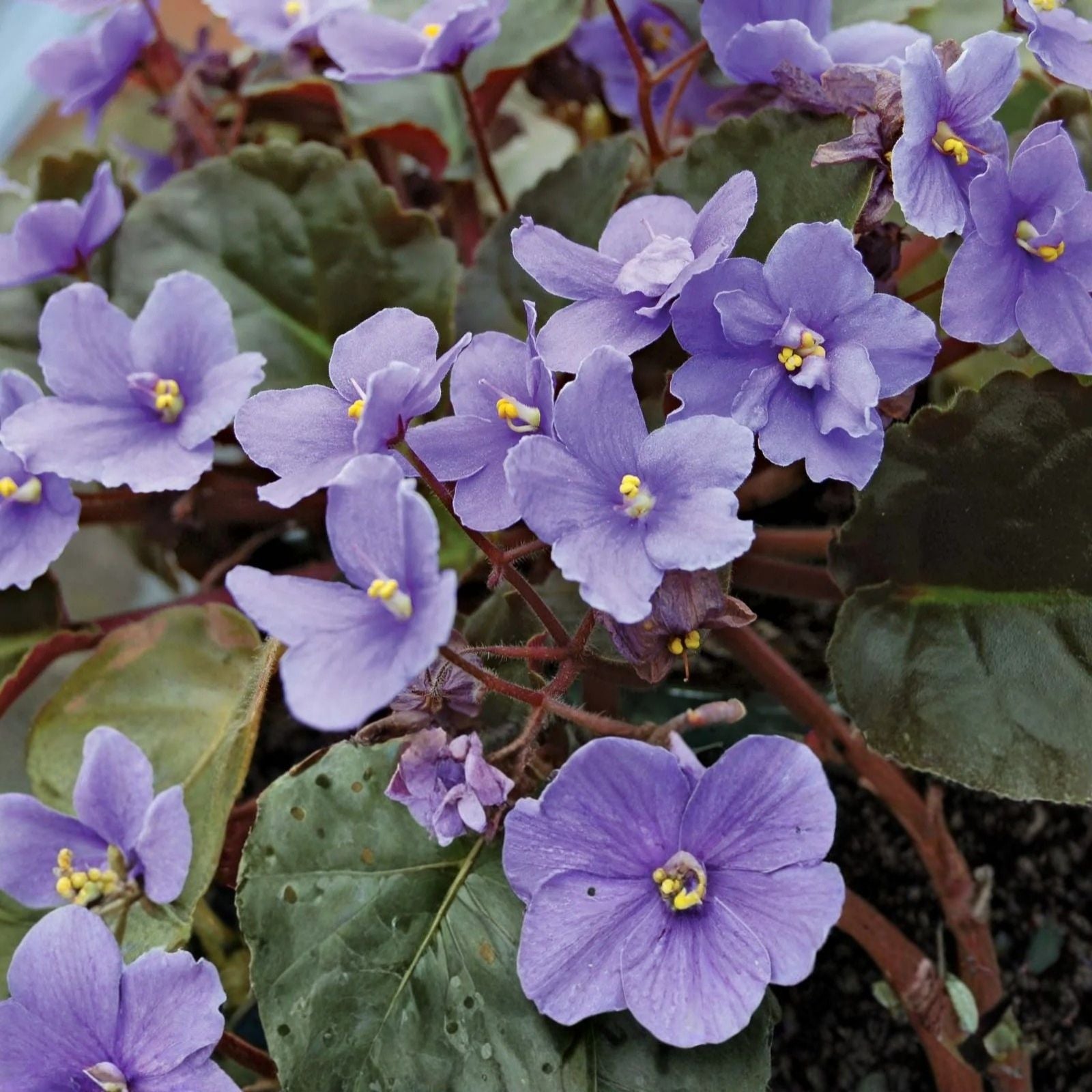African Violet Cuttings Le Zoryane Syajvo Live Plant Propagation Indoor Houseplant Bare Root Starter