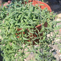 String of Bananas Cuttings 20 Pieces Senecio Radicans Succulent Indoor Plant Starter 8 Inches