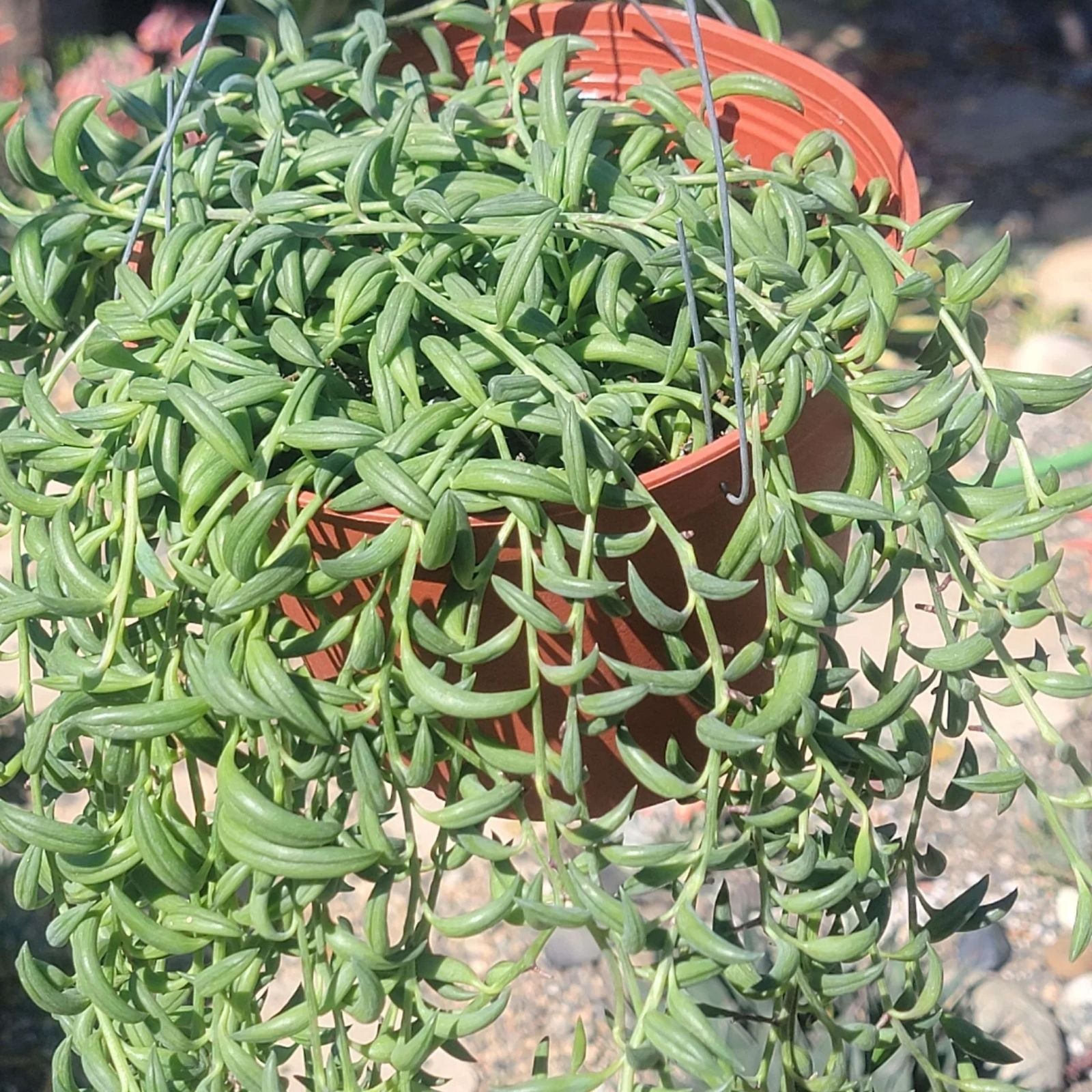 String of Bananas Cuttings 20 Pieces Senecio Radicans Succulent Indoor Plant Starter 8 Inches