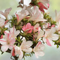 Azalea Starter Plant Pink Striped Deciduous Rhododendron Garden Flowering Shrub Live Plant for Landscaping