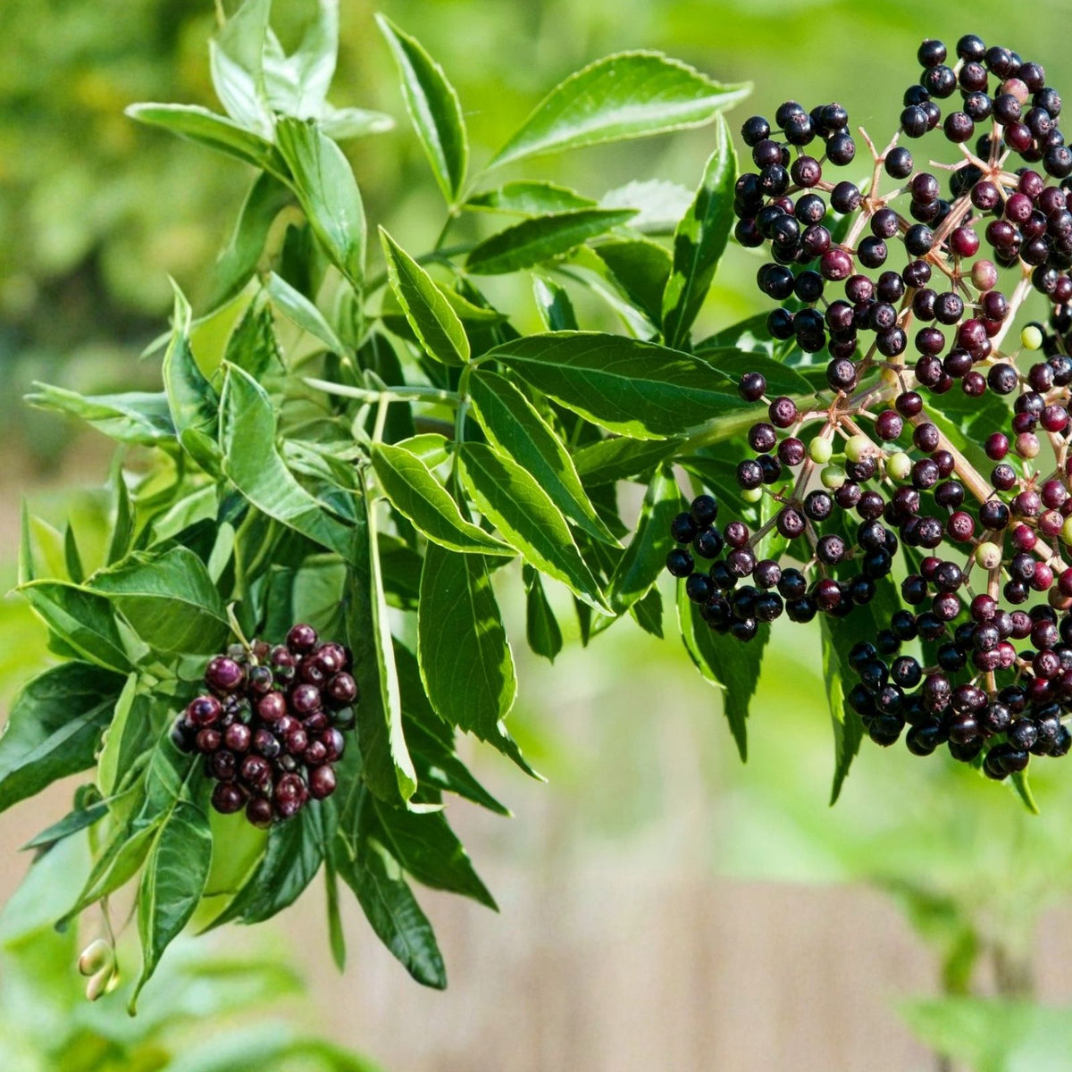 Elderberry Seeds 175/450 Count Non-GMO Fruit Seeds Sambucus canadensis for Planting and Gardening