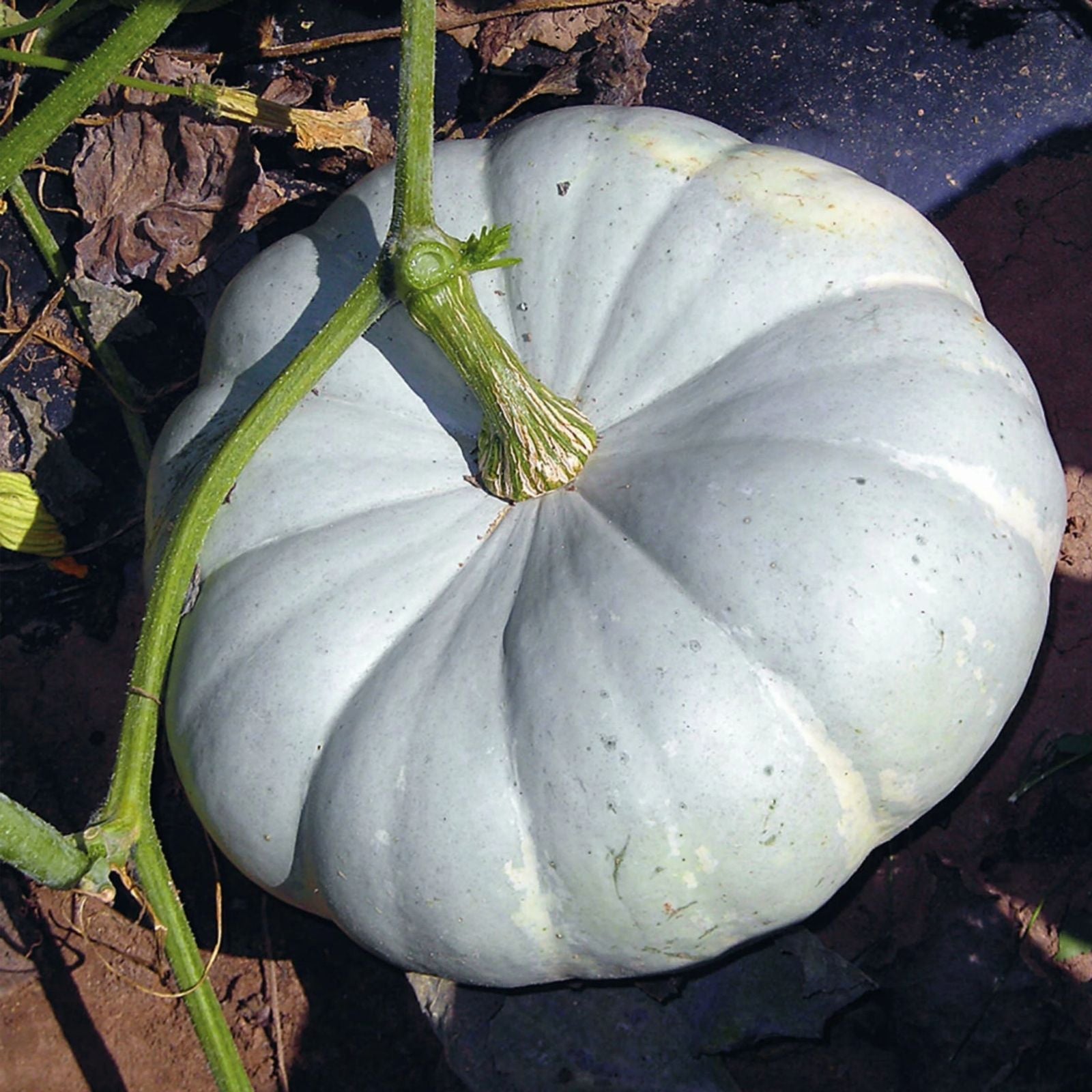 Silver Moon Pumpkin Seeds Organic Cucurbita pepo USA Grown 10 Pack Bare Root Live Plant Starter Seed