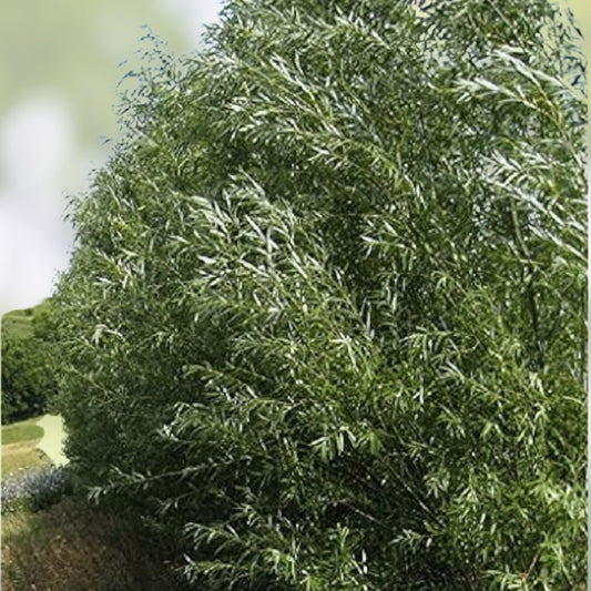 Jumbo Hybrid Willow Cuttings 6 Pack, Thick 5/8-1 Inch, Salix × sepulcralis, Live Planting Material for Landscaping
