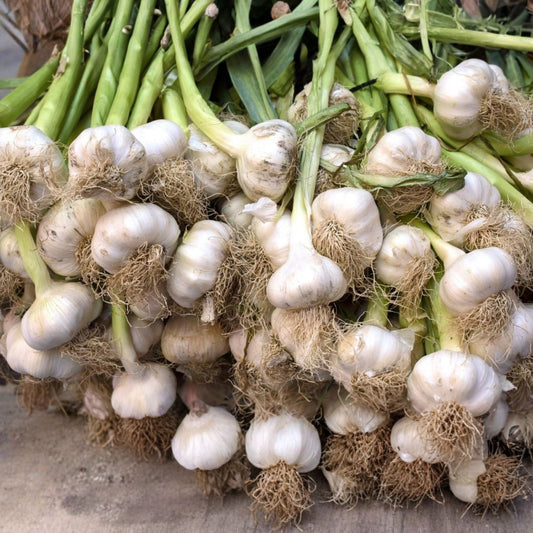 Organic California Softneck Garlic Bulb 9oz, Live Plant, Allium sativum, Garlic Bulb for Planting, Organic Garlic Starter
