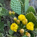Cold Hardy Paddle Cactus Cuttings Opuntia humifusa 3 Pack Unrooted Succulents for Gardening Planting