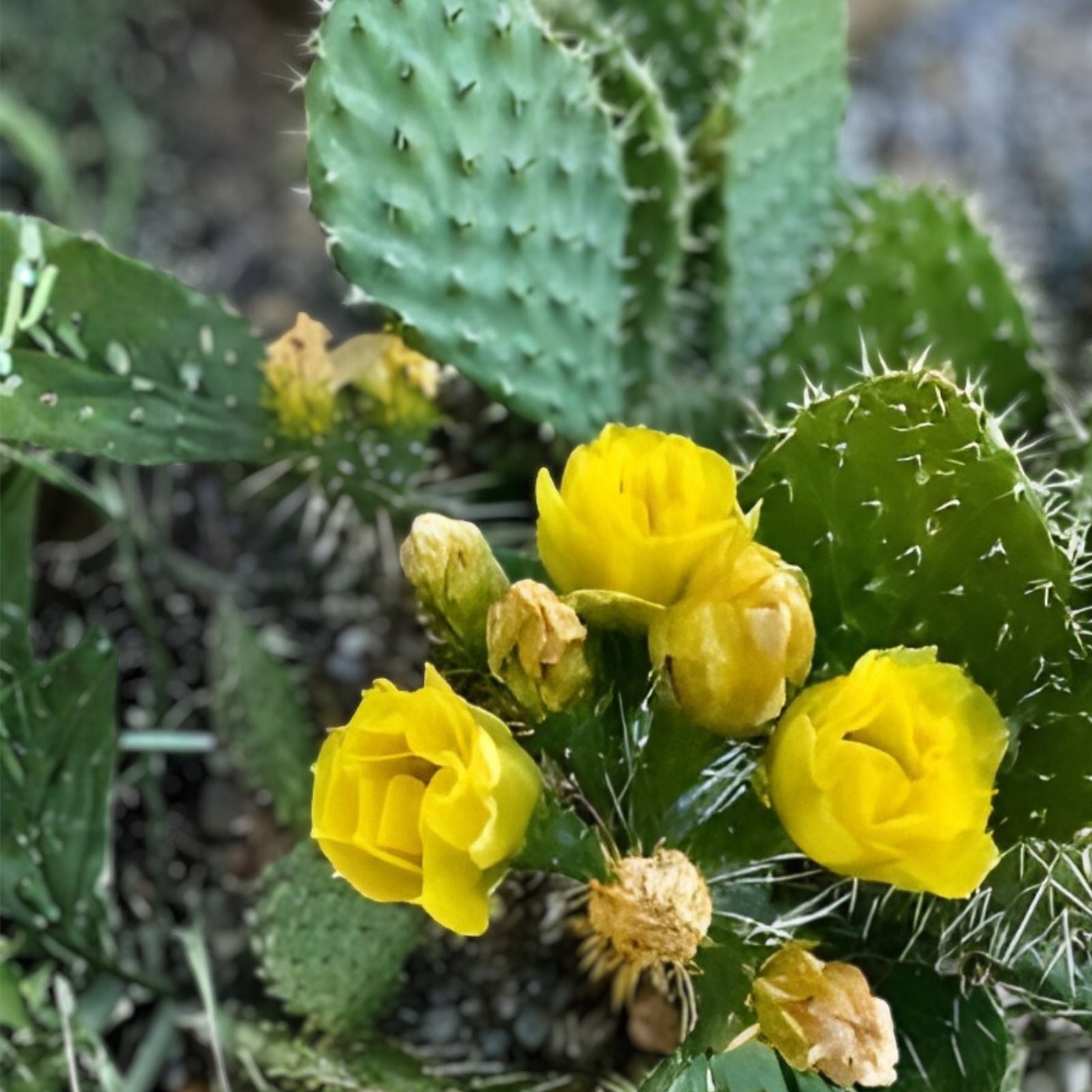 Cold Hardy Paddle Cactus Cuttings Opuntia humifusa 3 Pack Unrooted Succulents for Gardening Planting