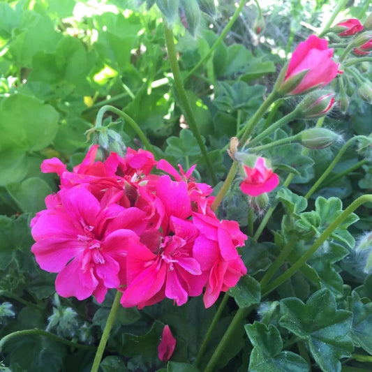 Hot Pink Pelargonium Peltatum Ivy Geranium Live Plant 6" Starter Cutting for Container Gardening & Hanging Baskets