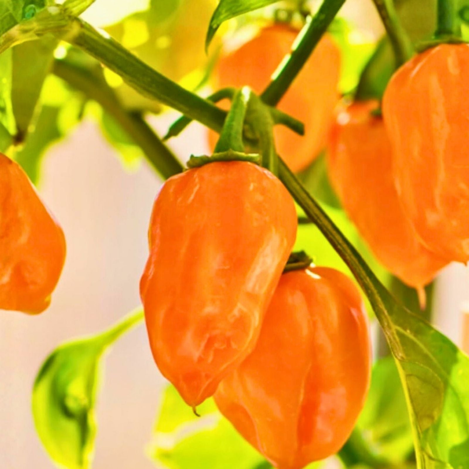 Habanero Chile Pepper Seeds – Capsicum chinense – Spicy Hot Pepper Seeds – Live Plant, Cutting, or Starter Plant