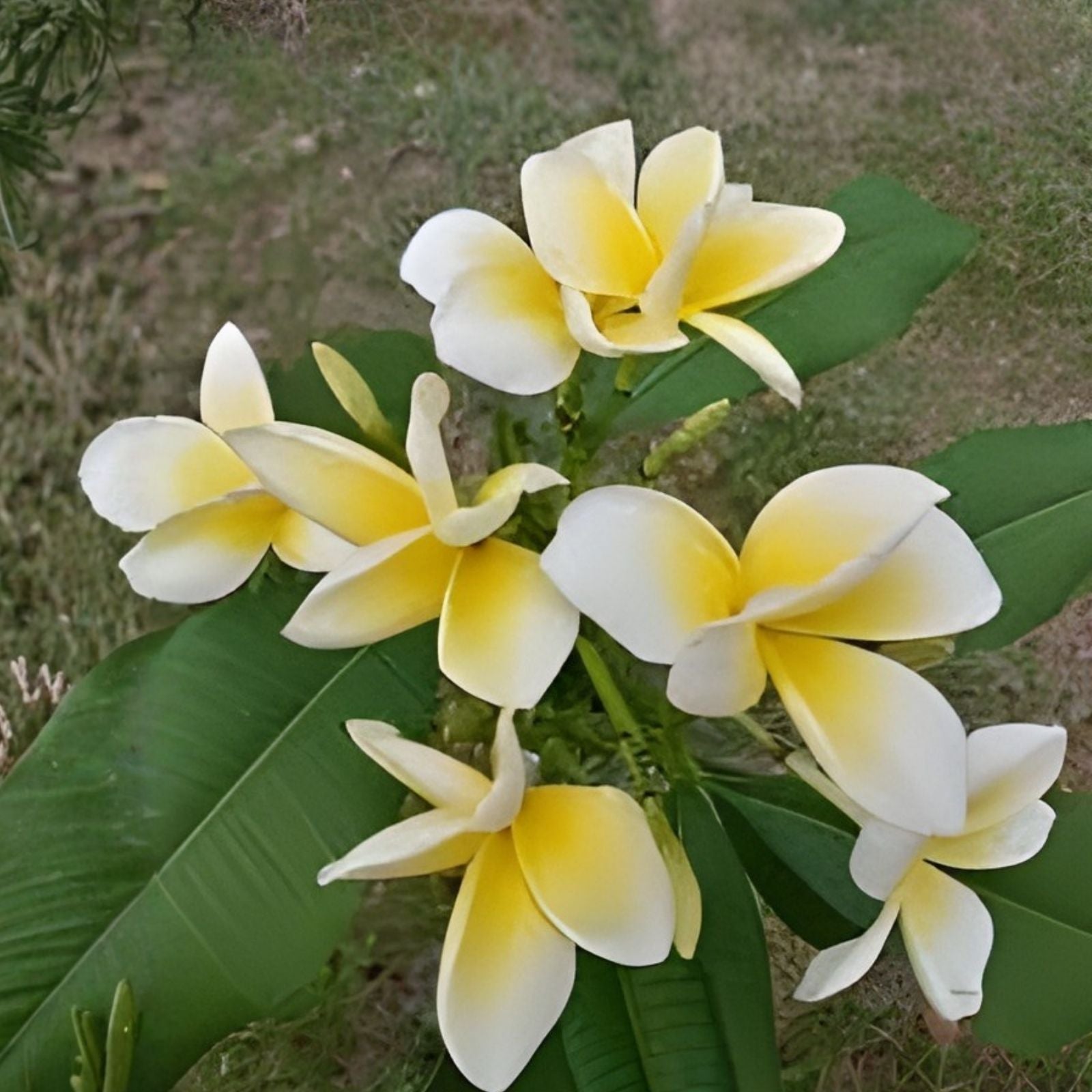 Hawaiian Mellow Plumeria Plants – White Yellow Pink Frangipani Live Starter Cuttings Bare Root Houseplant