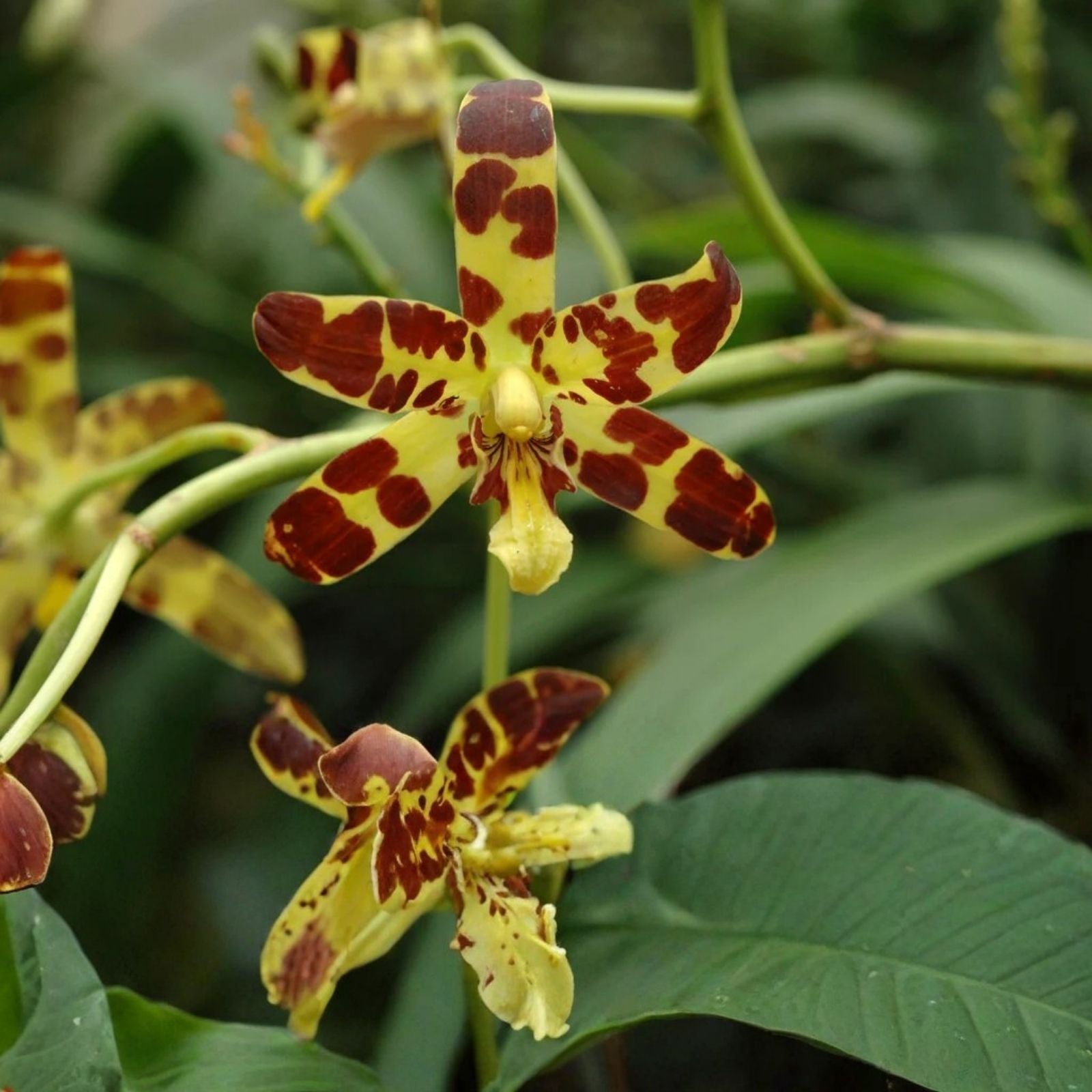Ansellia Africana Orchid Cuttings - Live African Orchid Plant Propagation Starter Plant