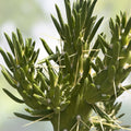 Eve's Needle Cactus Cutting Austrocylindropuntia Succulent Live Plant Starter Bare Root Houseplant