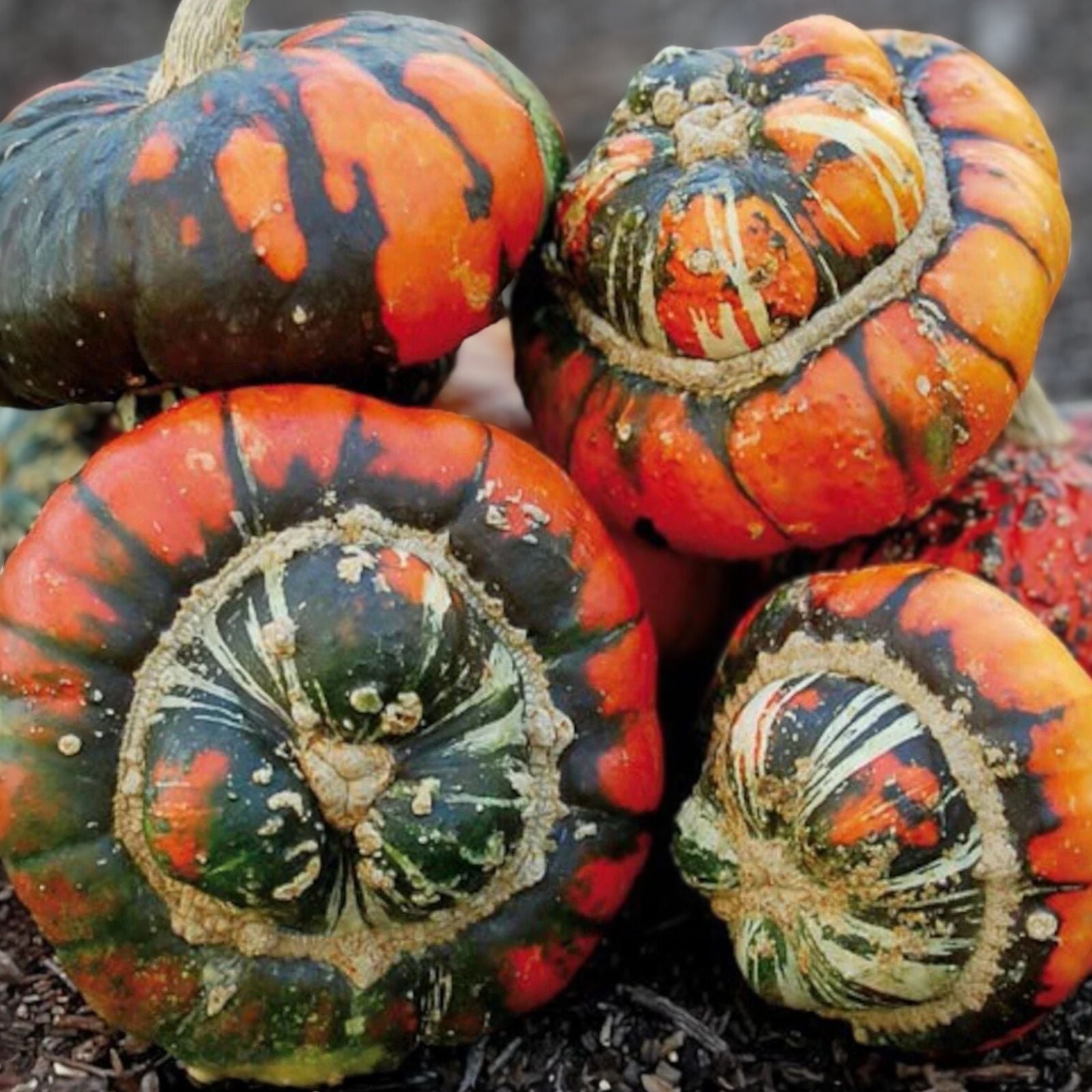 Turks Turban Squash Seeds Organic 10 Pack Cucurbita maxima Heirloom Non-GMO Live Plant or Seed