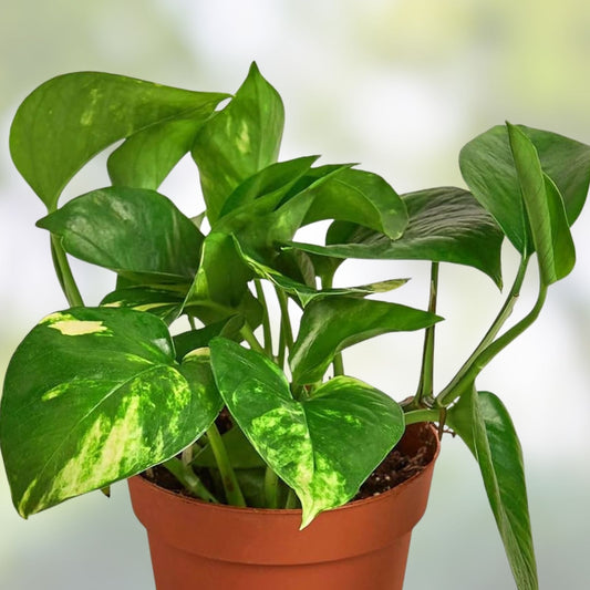 Live Pothos Plant Cuttings, Epipremnum aureum, Indoor Outdoor Houseplant, 4 Roots, Non-GMO, Starter Plant