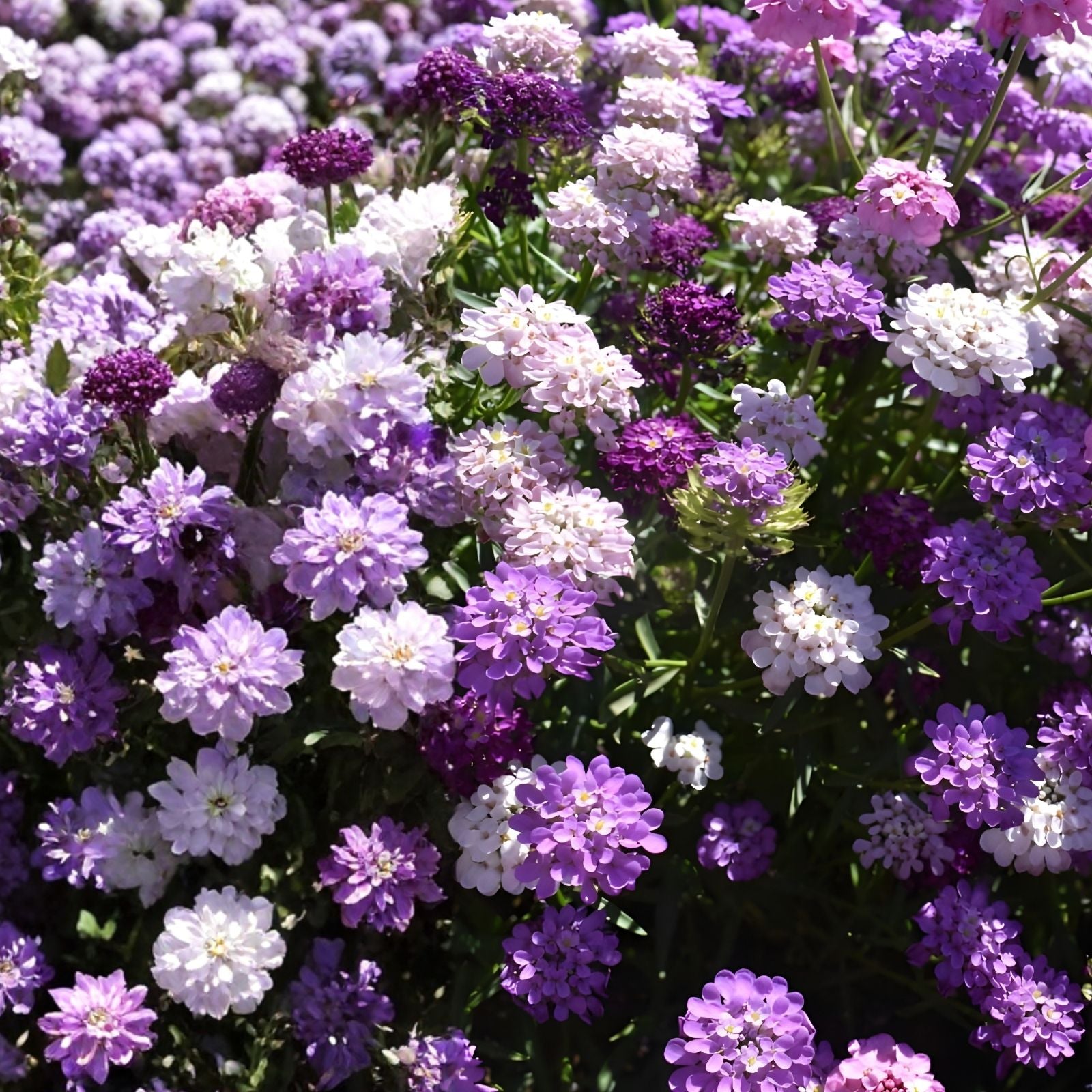 Chinese House Seeds 100 Count Collinsia heterophylla Delicate Flowers Easy to Grow Garden Seeds