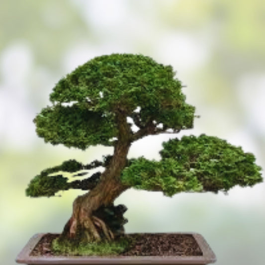 Hinoki Cypress Bonsai Seeds 20 Pack | Evergreen Chamaecyparis obtusa Garden Kit | Live Plant, Starter, Bare Root, Houseplant
