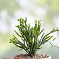 Dancing Bones Cactus Cuttings 4 Pack Euphorbia tirucalli Succulents Yellow Flowers Live Plant Starter Houseplant