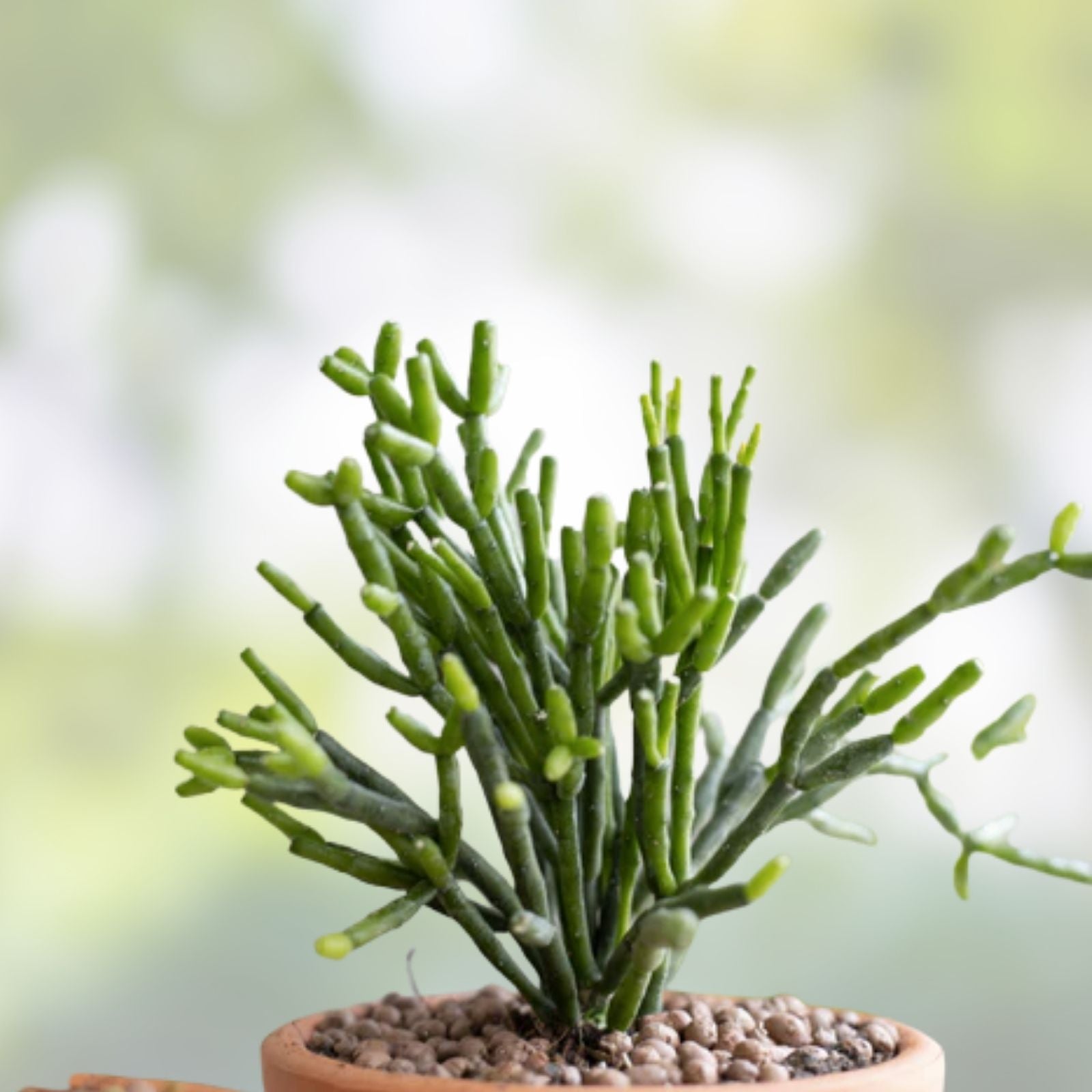 Dancing Bones Cactus Cuttings 4 Pack Euphorbia tirucalli Succulents Yellow Flowers Live Plant Starter Houseplant