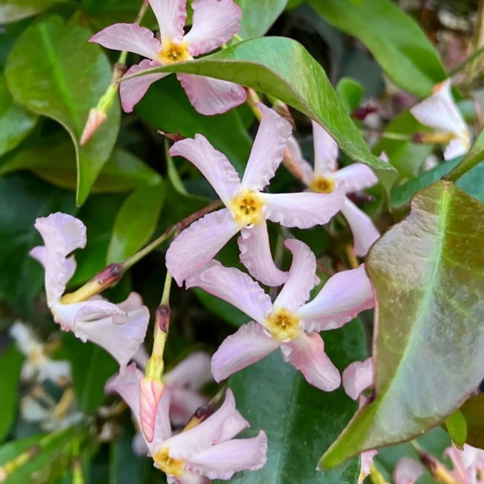Pink Star Jasmine Cuttings – 16 Rooting Plant Cuttings for Garden, Trachelospermum jasminoides, Fragrant Climbing Vine, Fast Growing