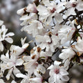 Merrill Magnolia Live Plant Bare Root Magnolia x loebneri White Flowers Starter Plant Houseplant