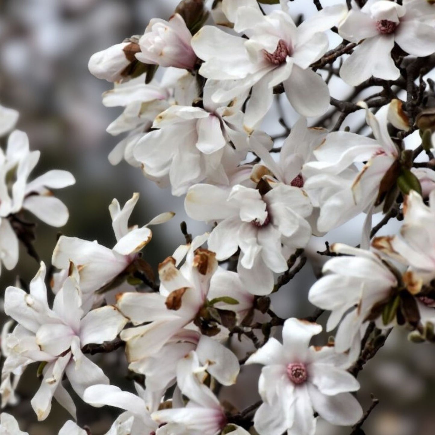 Merrill Magnolia Live Plant Bare Root Magnolia x loebneri White Flowers Starter Plant Houseplant