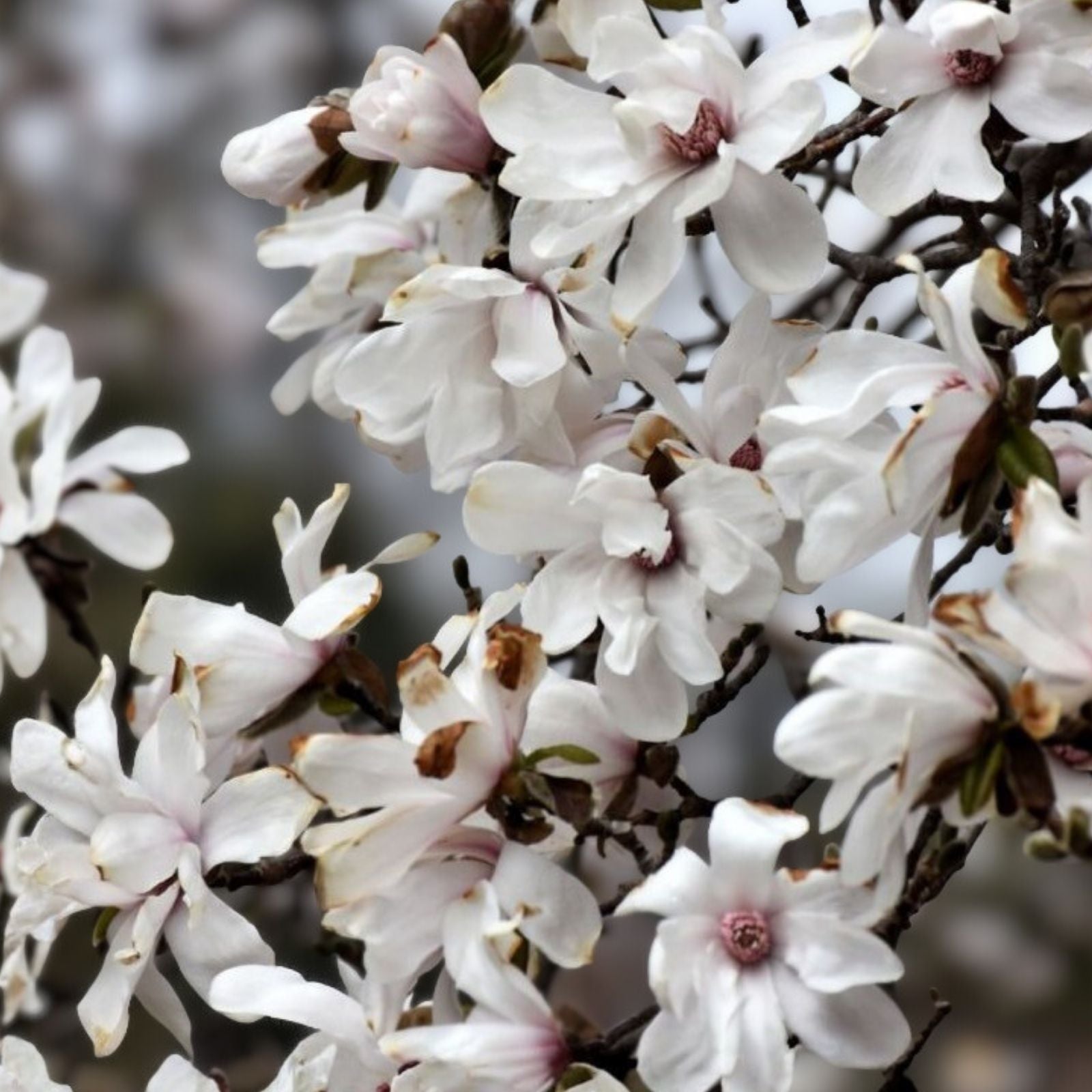Merrill Magnolia Live Plant Bare Root Magnolia x loebneri White Flowers Starter Plant Houseplant