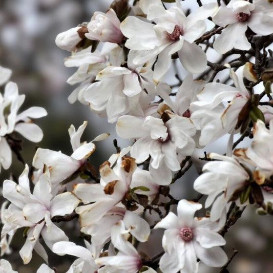 Merrill Magnolia Live Plant Bare Root Magnolia x loebneri White Flowers Starter Plant Houseplant