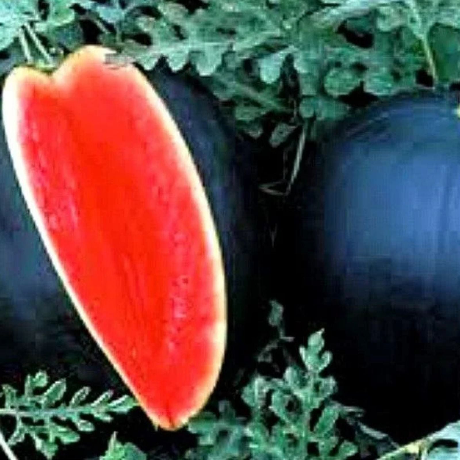 Watermelon Seeds 100-Pack Black Diamond Heirloom Non-GMO Citrullus lanatus Fruit Seeds for Gardening Planting