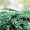Juniper Hedge Plant Cuttings Set of 12 – Live Shrubs for Landscaping – Juniperus spp. – Zone 5-9