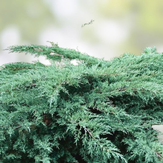 Juniper Hedge Plant Cuttings Set of 12 – Live Shrubs for Landscaping – Juniperus spp. – Zone 5-9