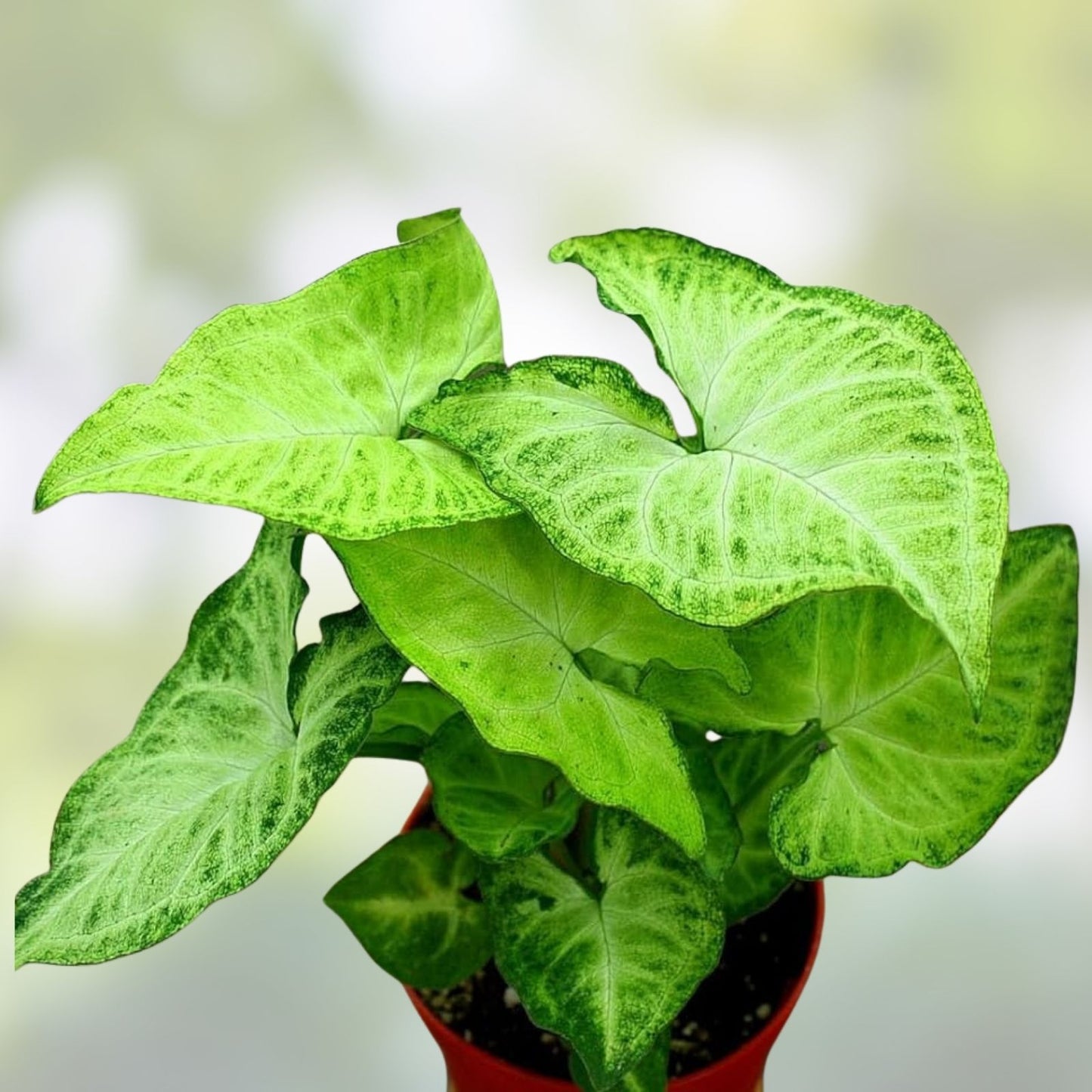 Syngonium Arrowhead Live Plant Cuttings – 3 Fully Rooted Indoor Houseplants, Green Foliage, Starter Plants, Fast Growing