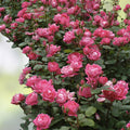 Double Pink Knock Out Rose Live Plant, Rosa 'Knock Out' Shrub, Garden Flower, Rooted Cutting, Pink Rose Bush