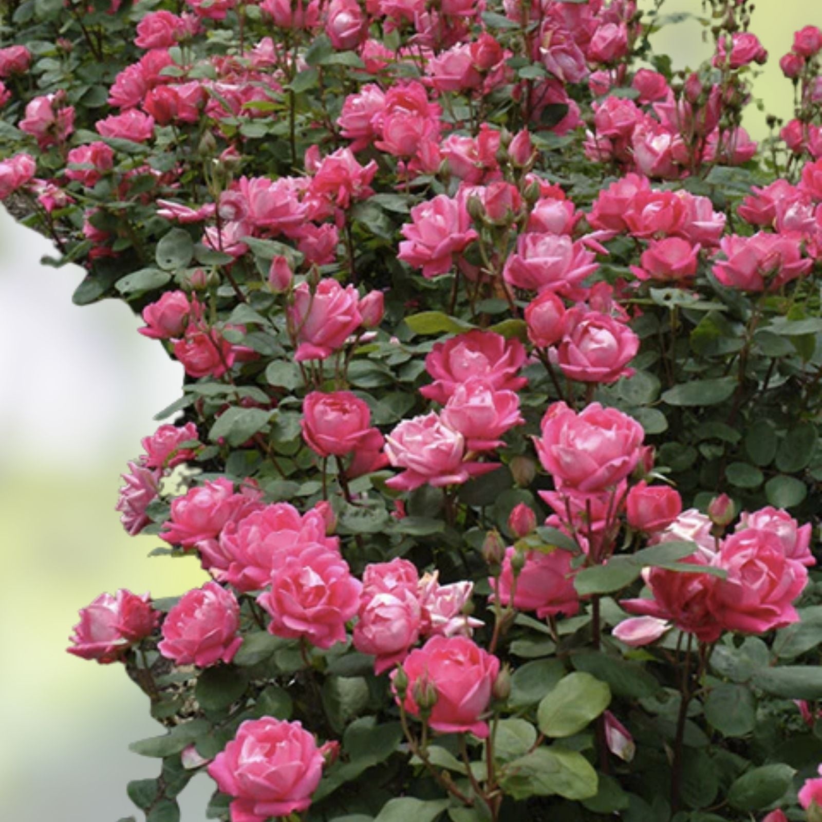 Double Pink Knock Out Rose Live Plant, Rosa 'Knock Out' Shrub, Garden Flower, Rooted Cutting, Pink Rose Bush
