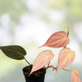 Rooted Philodendron Micans Pink Aurea Plant - Variegated Indoor Houseplant, Trailing, Low Maintenance, Live Plant, Starter Plant