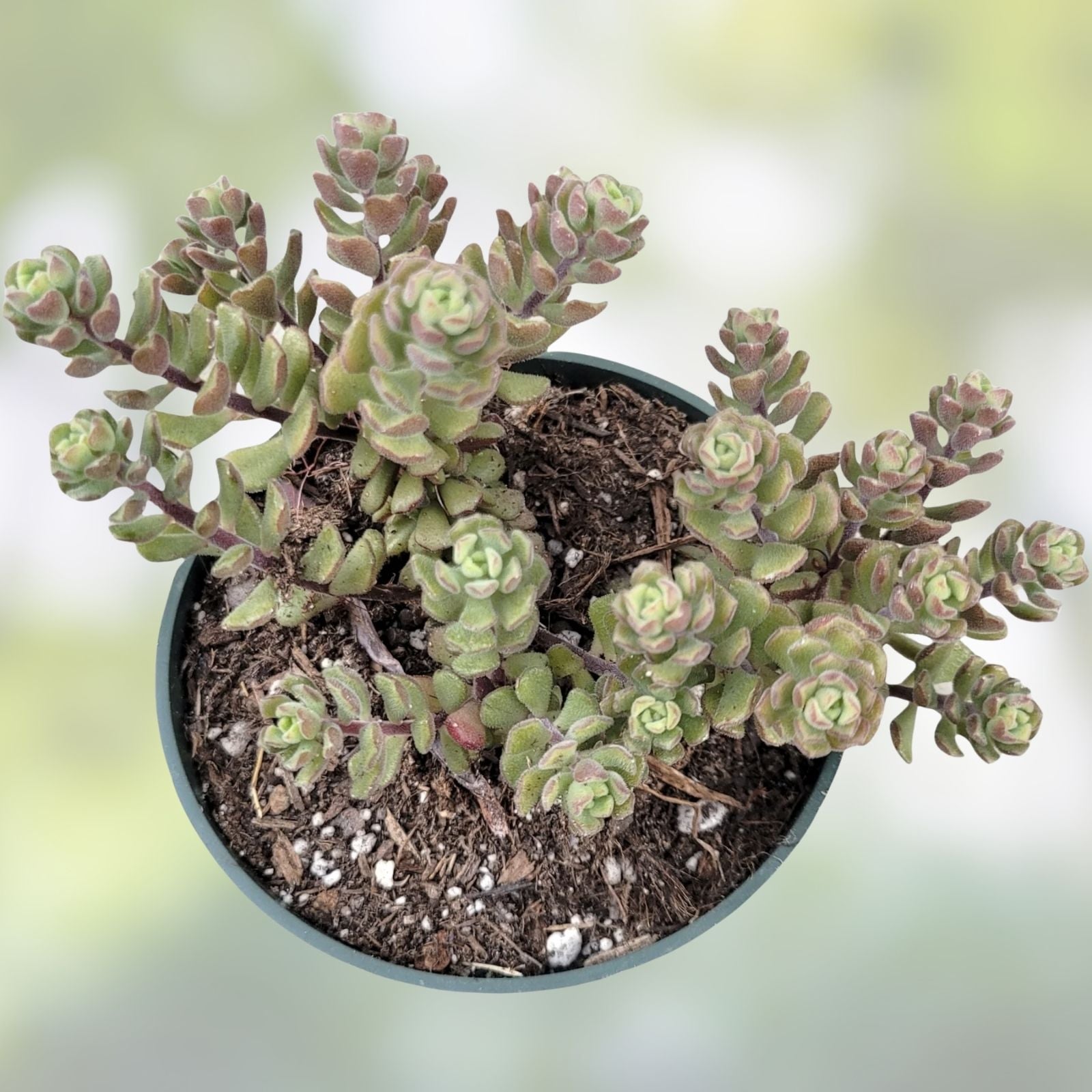 Sedum Versadense Korean Succulent Plant 2 Inch | Drought-Resistant Indoor Outdoor Greenery Garden Decor