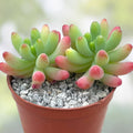 Sedum Pachyphyllum Succulent Plant 1.5-2 Inches Live Starter Plant Bare Root Houseplant
