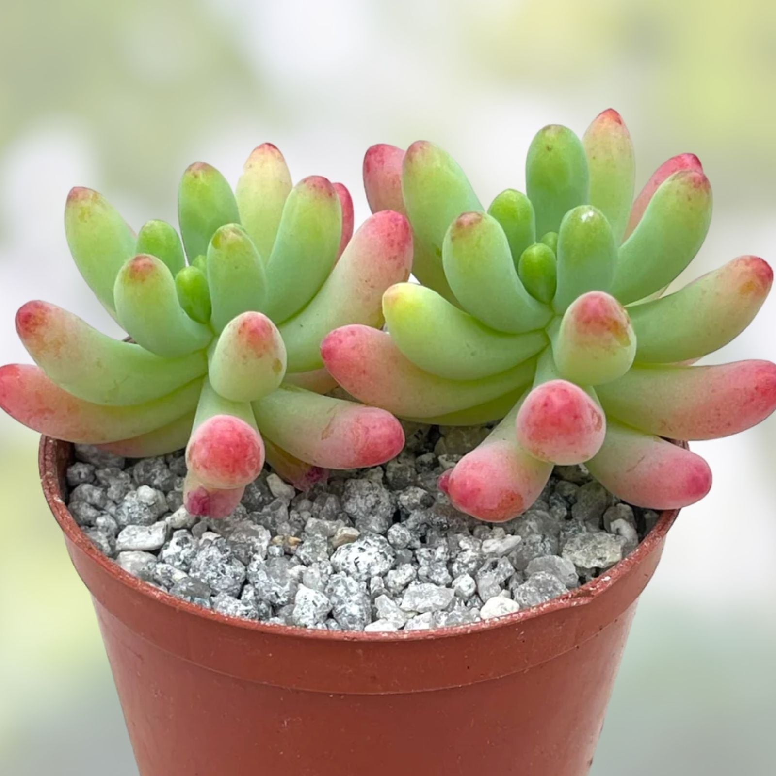 Sedum Pachyphyllum Succulent Plant 1.5-2 Inches Live Starter Plant Bare Root Houseplant
