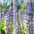 Russell Purple Lupine Seeds Perennial Flower Seeds 60 Organic Live Plant Cutting Bare Root Starter Plant