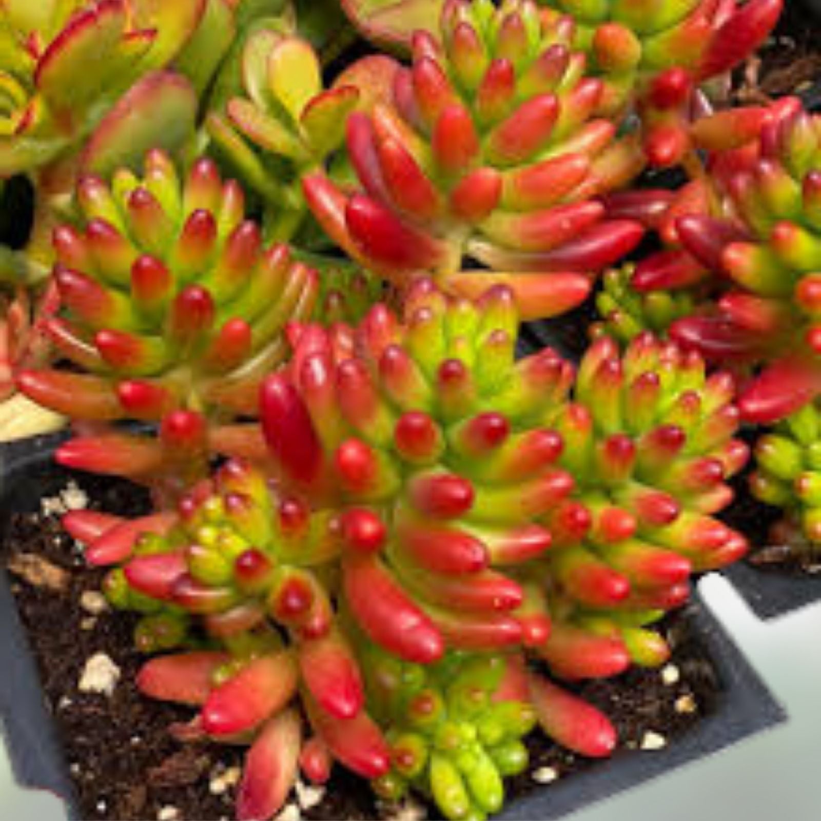 Sedum Rubrotinctum 'Pork & Bean' Jelly Beans Succulent Cuttings 6 Pack, Variegated Houseplants, Indoor Gardening, Live Plant