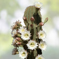 Cereus Leucostele Atacamensis Cactus Cutting 11" – Desert Succulent for Collection and Decor – Fast Shipping
